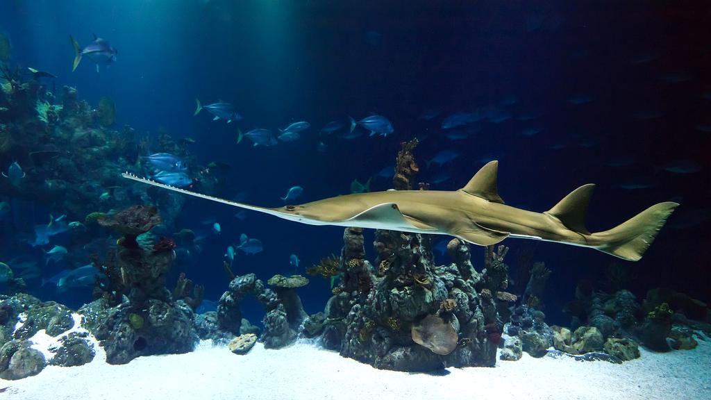Coral reef ecosystem