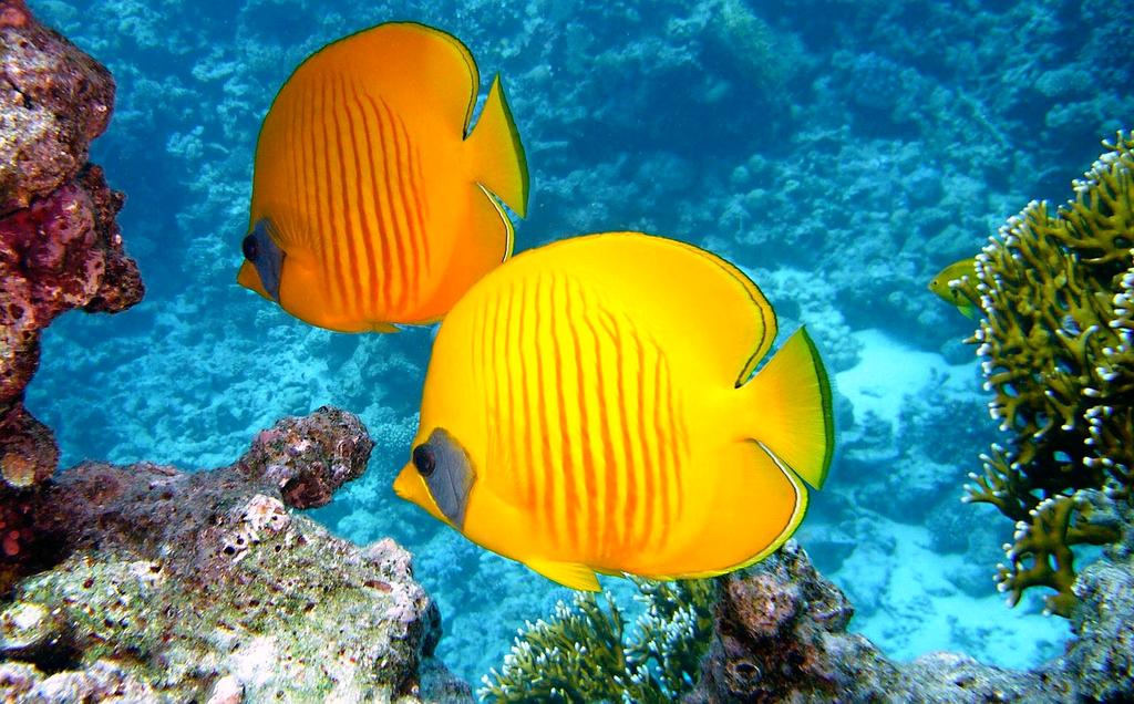 Jessica Morris, Marine Biologist