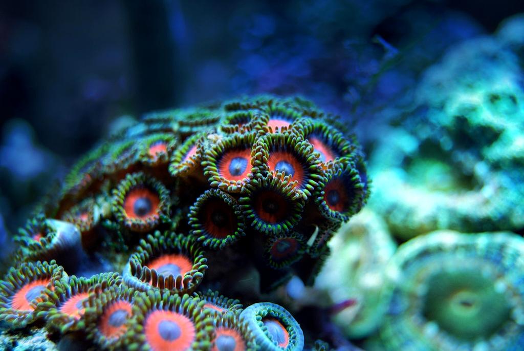 Cover of Marine Ecosystem Guide