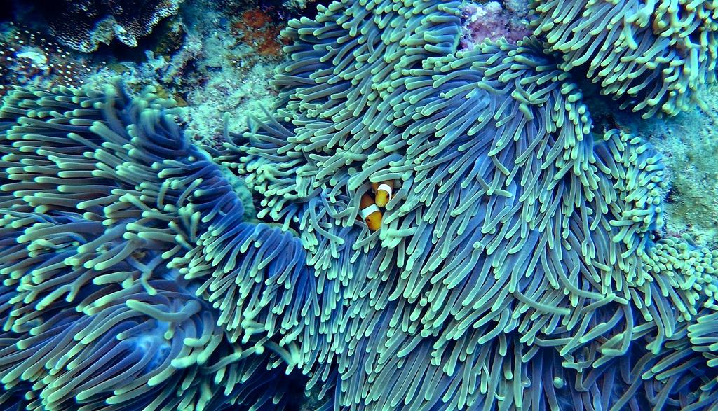 Marine protected area landscape