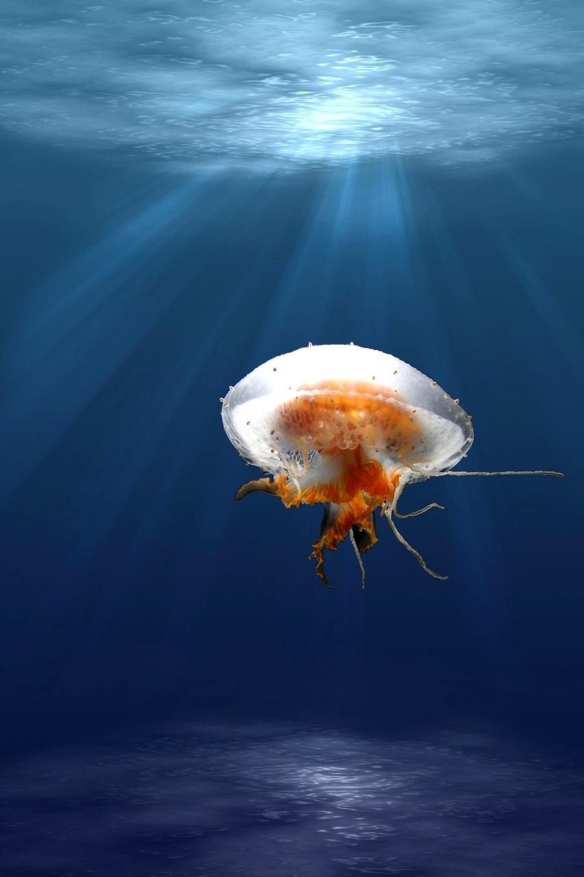 Ocean map illustration
