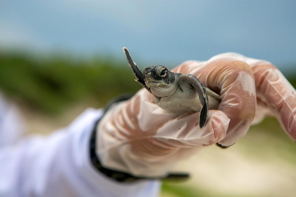 Person studying marine conservation course